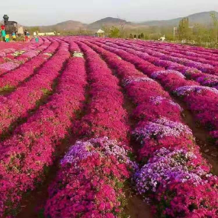 丛生福禄考批发价格 供应丛生福禄考 福禄考基地