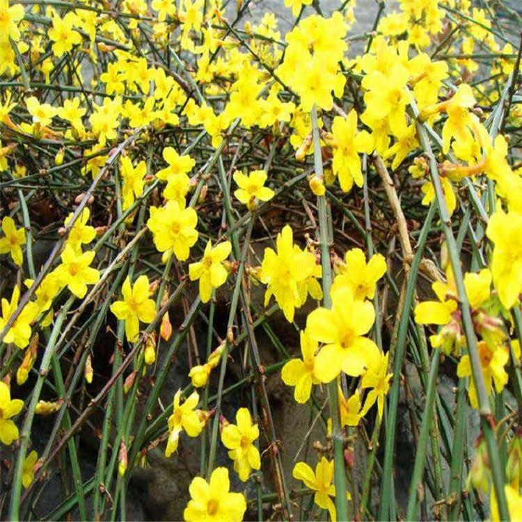 迎春花  迎春批发  园林绿化苗木