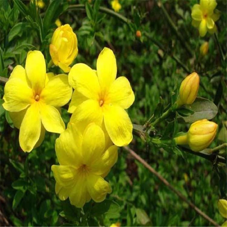 梅花  迎春  青州迎春花批发价格