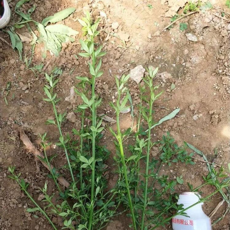 山东迎春小苗批发  青州迎春花价格  梅花基地