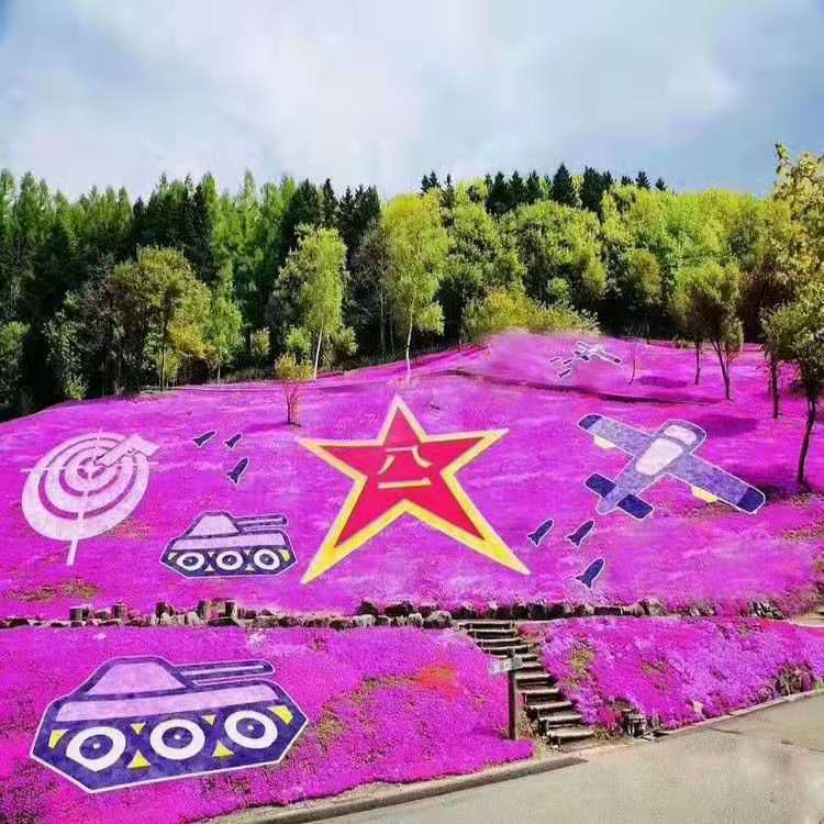 山东花海 丛生福禄考价格 丛生福禄考批发