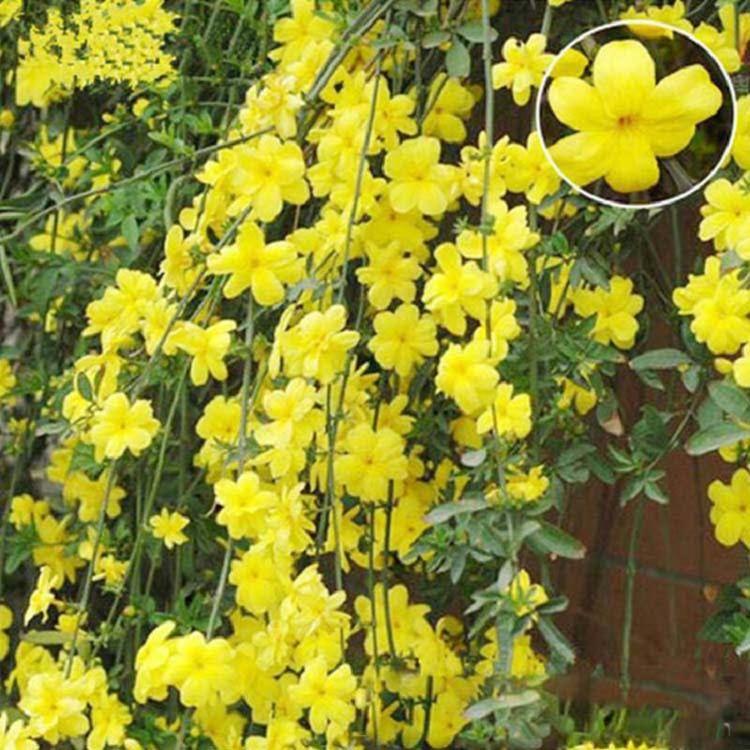 山东迎春花  迎春花批发  迎春花价格  迎春种植基地