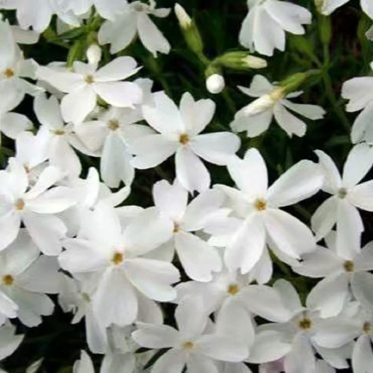 宿根福禄考批发 丛生福禄考价格 青州宿根花卉基地