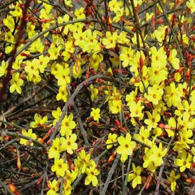山东迎春花  迎春花批发  迎春花基地  迎春价格
