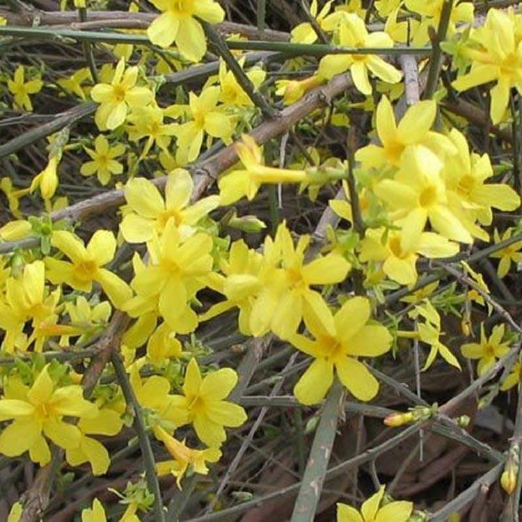 迎春花批发商  迎春花供应商  山东绿化苗木