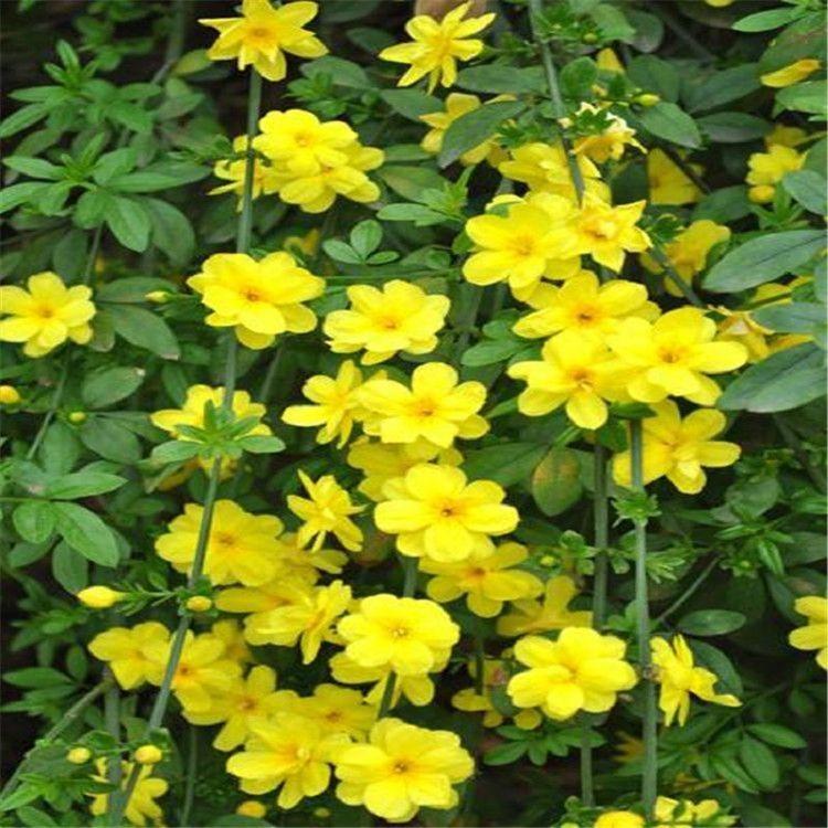 供应迎春花  山东迎春花批发价格  迎春花基地直销