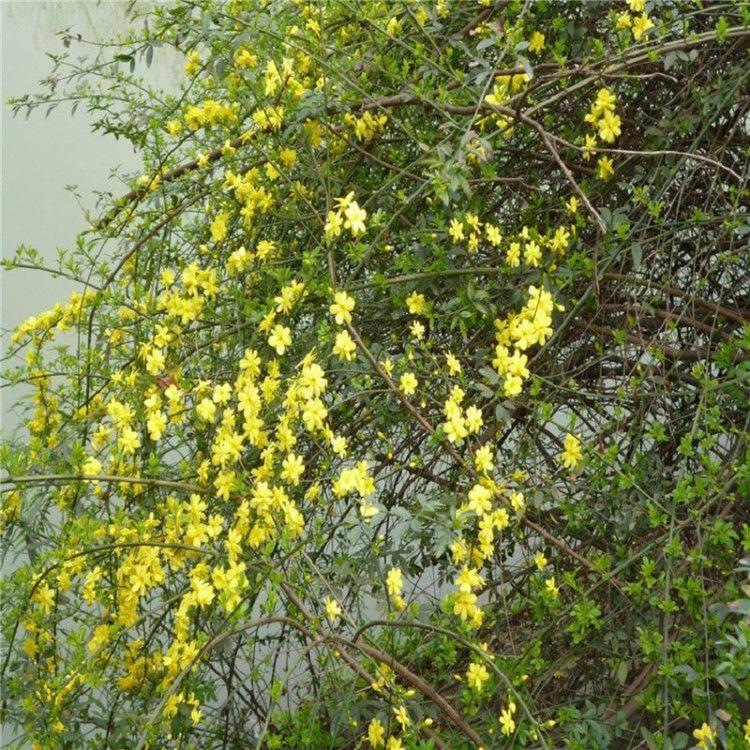 花坛用迎春花批发  工程绿化用迎春花苗价格  梅花