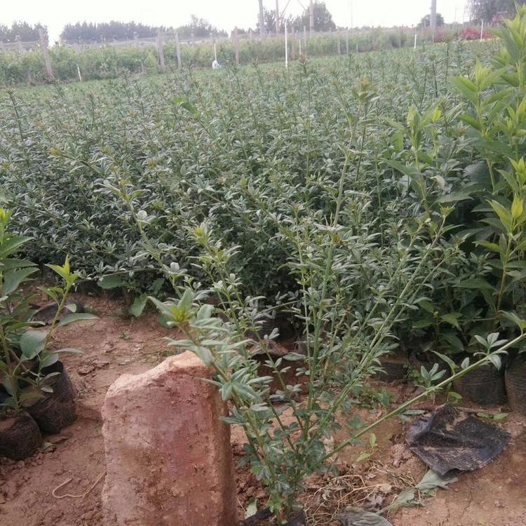 迎春花 高度 40到60公分长 迎春花苗 迎春花基地 迎春花批发 迎春花价格