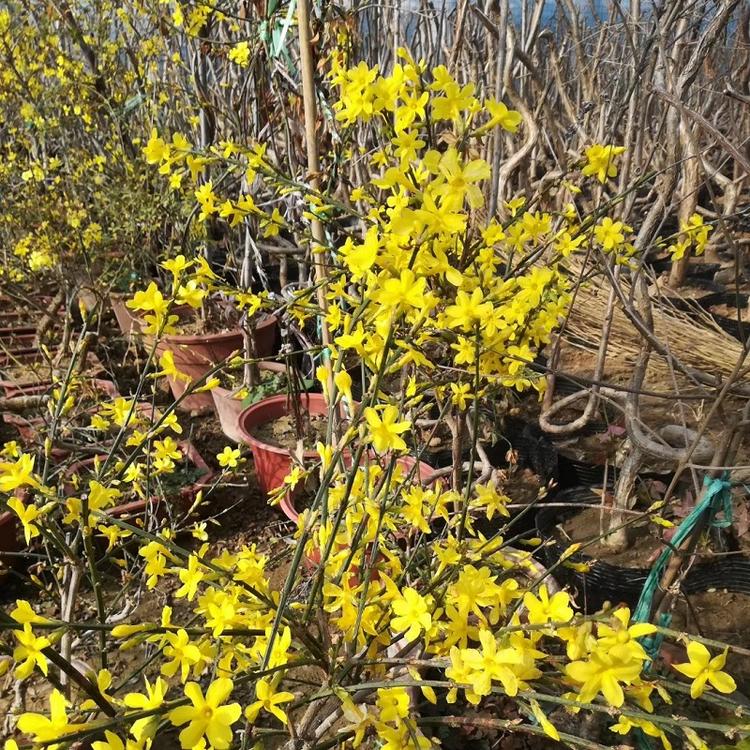 迎春花  迎春价格  山东迎春价格  地被植物批发基地