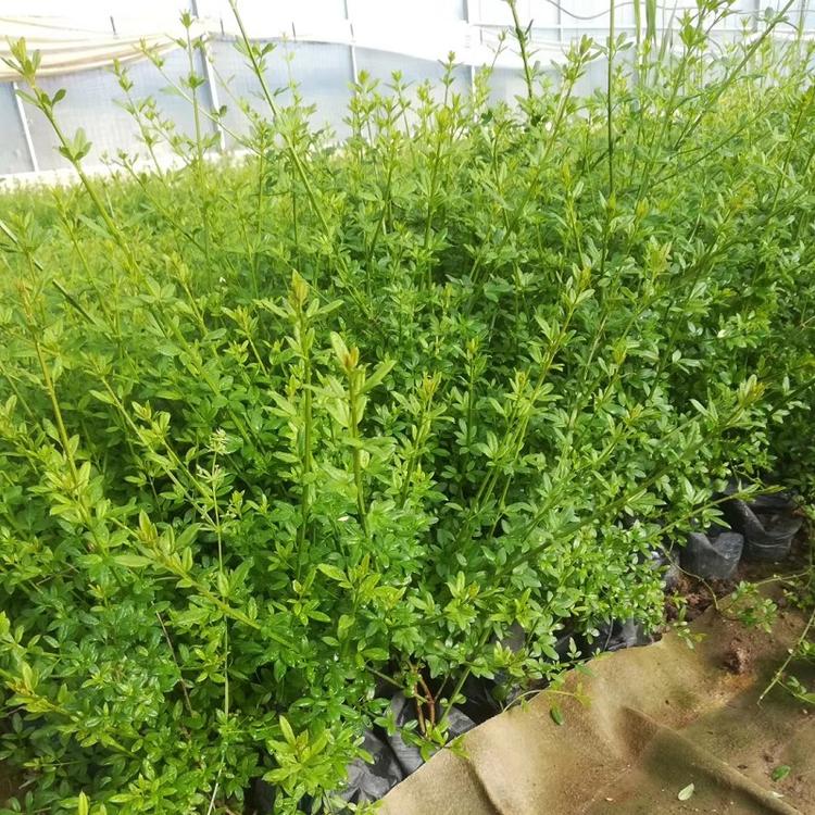 迎春花 山东青州大量供应杯苗迎春花  园林绿化 工程 迎春花价格