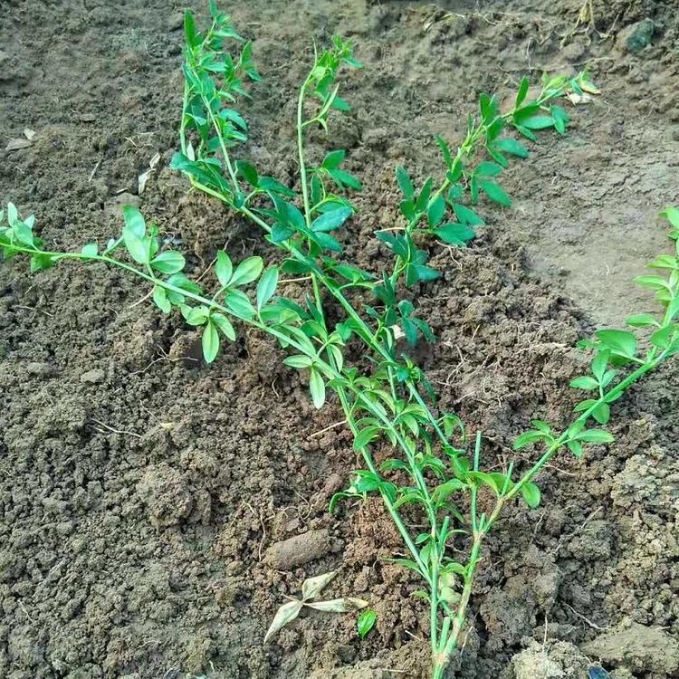 迎春  迎春花价格  山东迎春批发  顺和地被植物