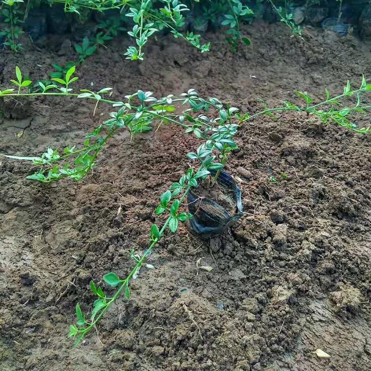 迎春花供应商  迎春种植基地  绿化工程用梅花批发