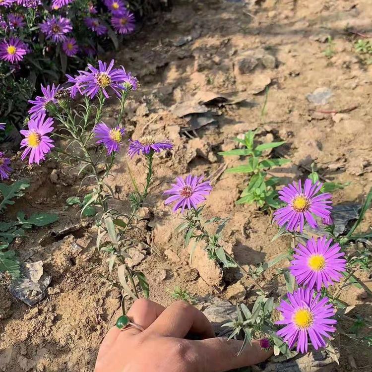 供应紫苑苗 自产自销 基地种植紫苑草花盆栽小苗 青州草花