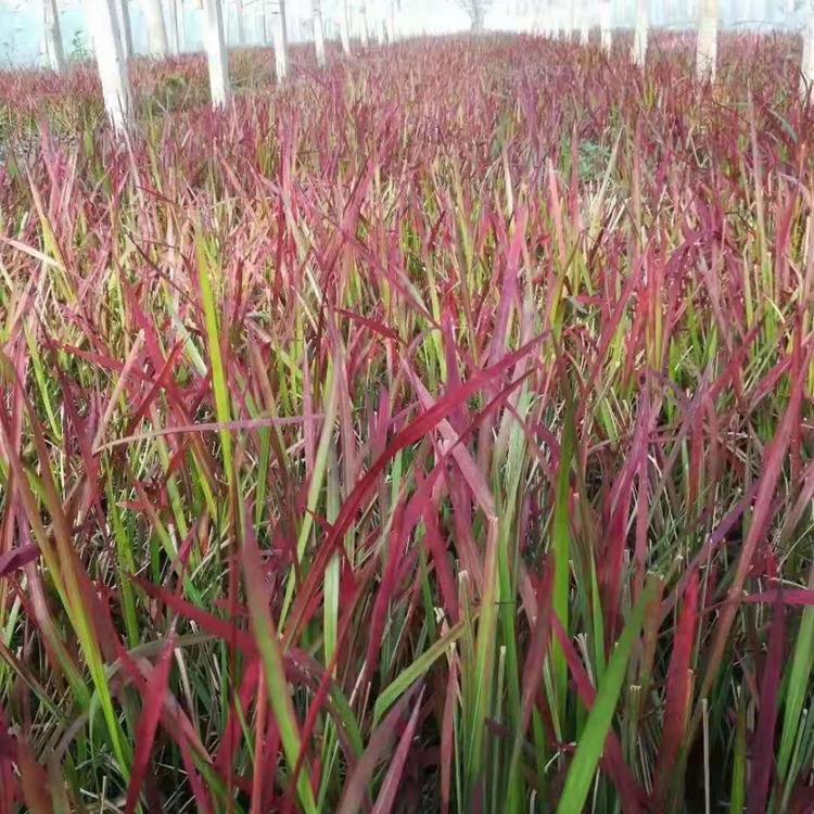 种植基地大量供应日本血草 日本血草批发价格 咨询子锐