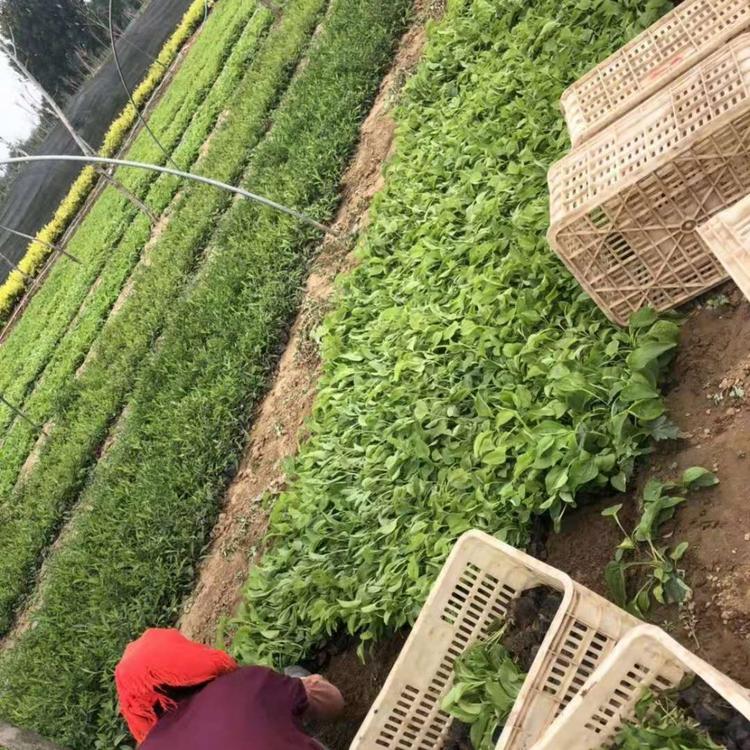 大量现货批发 松果菊 常绿松果菊小苗批发价格 松果菊报价