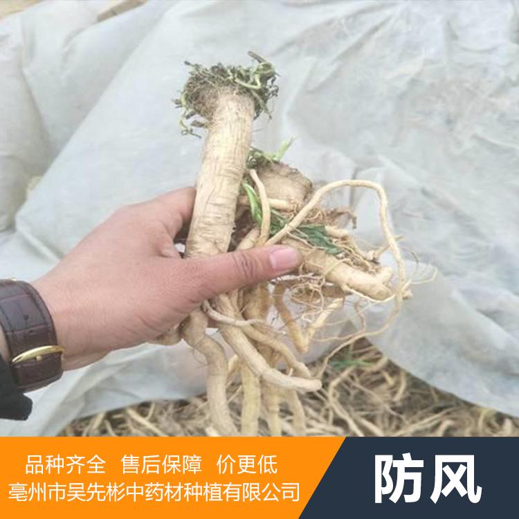 防风种子种植技术_防风种子价格_药都亳州基地直发