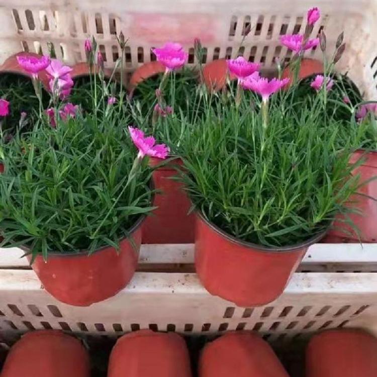 时令草花批发 欧石竹供应 欧石竹批发
