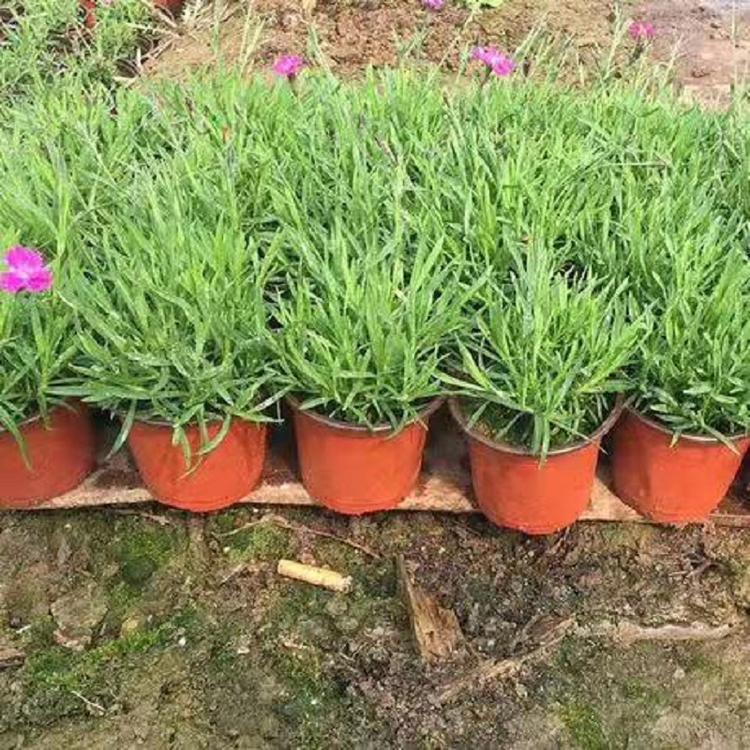 宿根花卉欧石竹批发 欧石竹种植 欧石竹价格