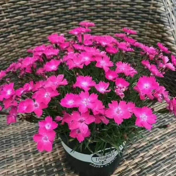 欧石竹批发商 供应欧石竹 欧石竹穴盘苗