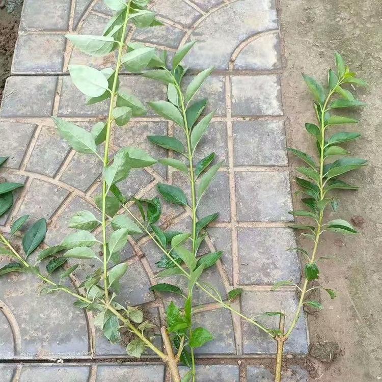 连翘种植基地  连翘批发  金边连翘价格