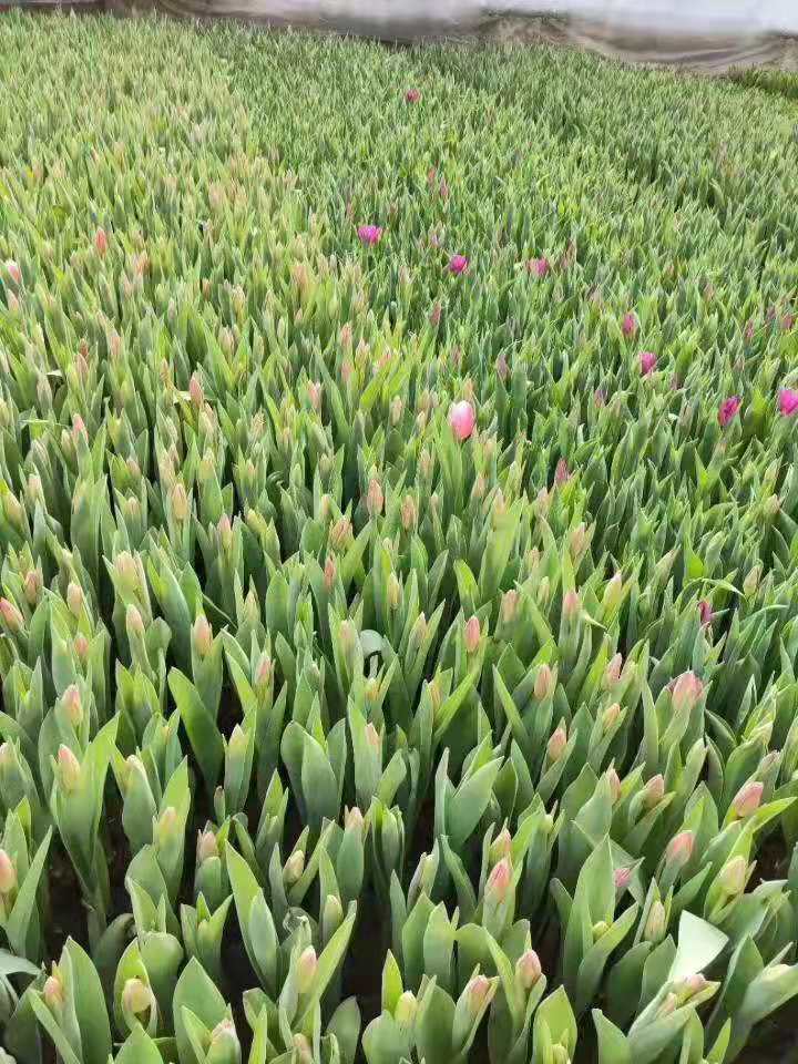 山东郁金香供应基地 欢迎咨询