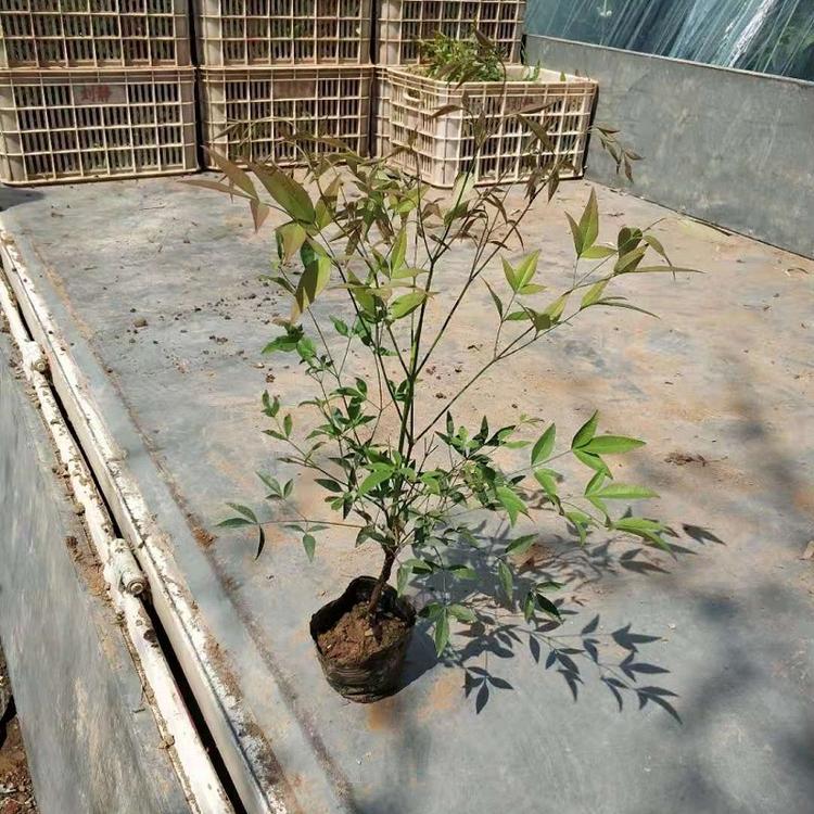 南天竹  南天竹批发  南天竹价格  南天竹种植基地