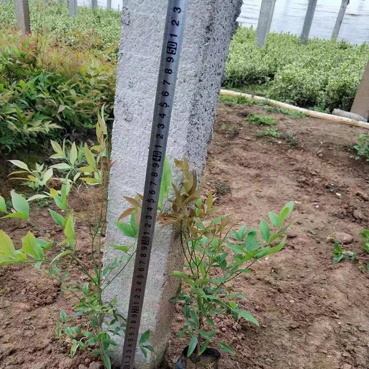 山东南天竹  南天竹批发  南天竹价格  四季常绿灌木批发