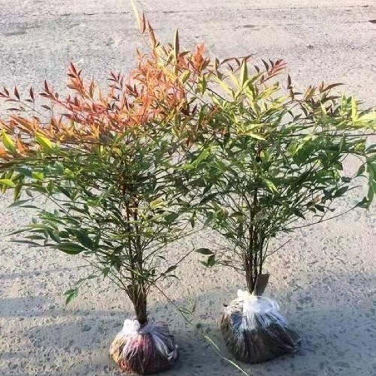 供应南天竹  南天竹批发  南天竹价格  青州南天竹种植基地