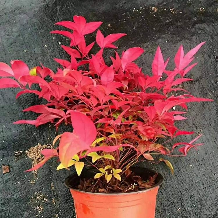 南天竹  南天竹批发商  四季常绿南天竹
