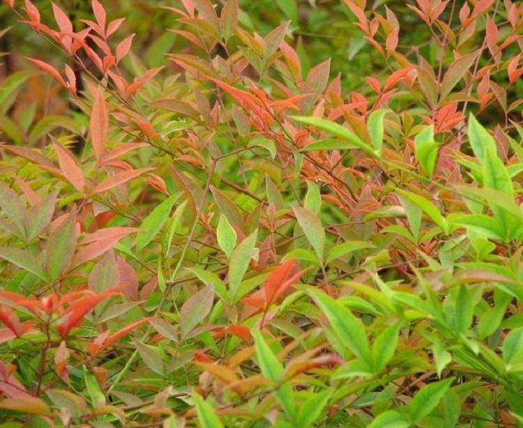 南天竹  南天竹批发  绿化苗木南天竹价格