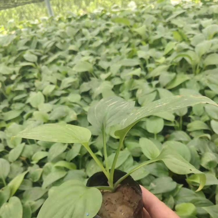 白玉簪种植基地 白玉簪价格 山东营养钵玉簪价格 自产自销