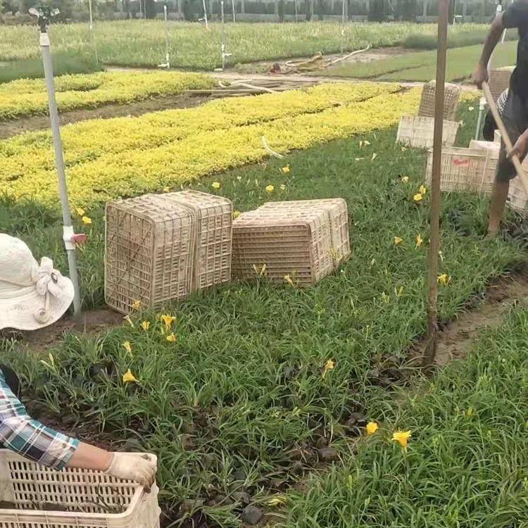 金娃娃萱草种植基地 金娃娃萱草价格 杯苗金娃娃萱草