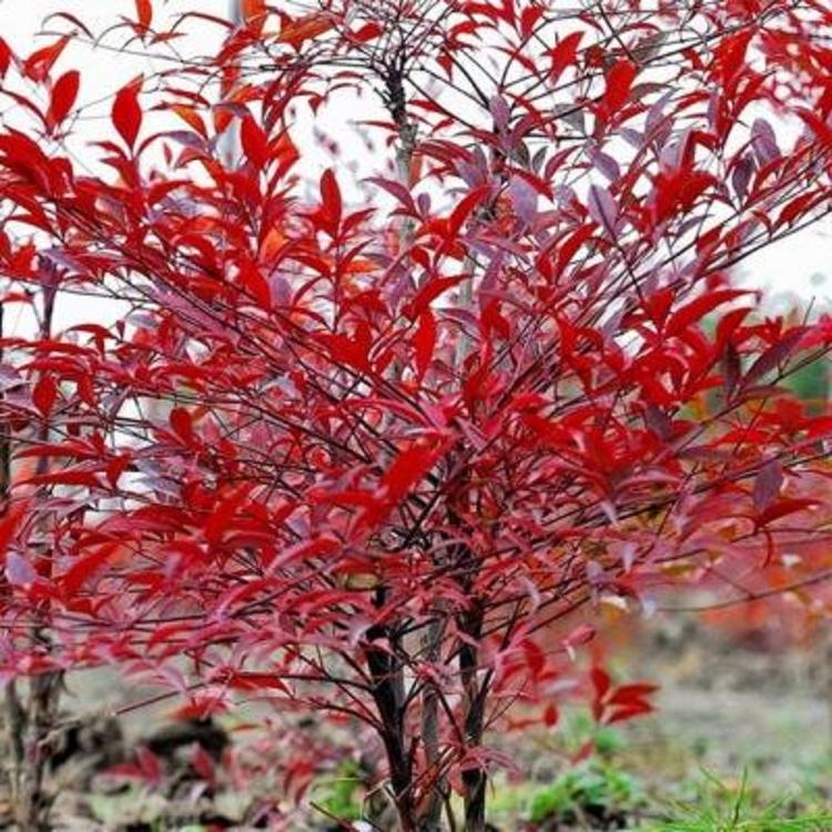红叶南天竹  盆栽南天竹  火焰南天竹批发价格