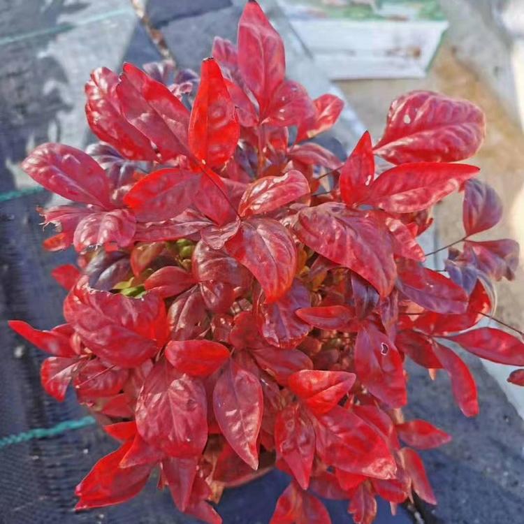 盆栽南天竹  青州火焰南天竹价格  南天竹价格  南天竹基地