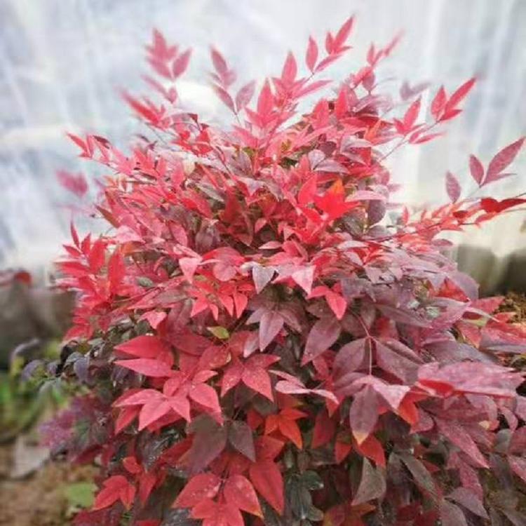 火焰南天竹批发 南天竹价格  红叶南天竹供应商
