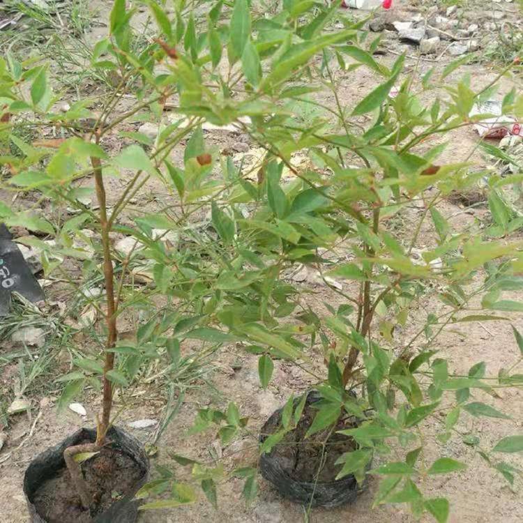 火焰南天竹  火焰南天竹批发价格  庭院美化用红叶南天竹