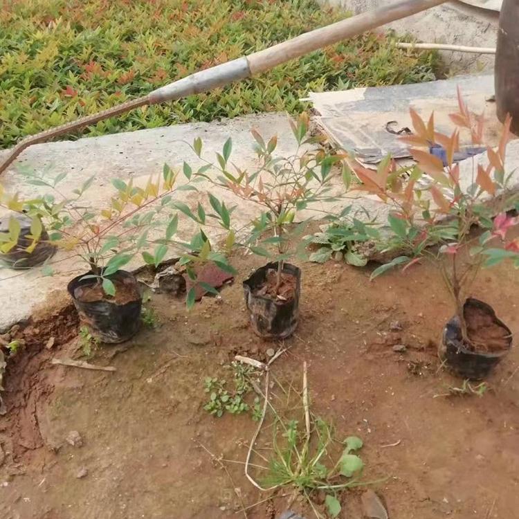 火焰南天竹  南天竹基地  山东火焰南天竹批发价格