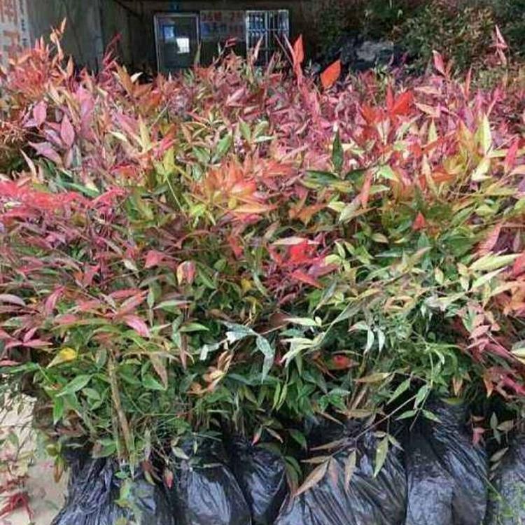 山东火焰南天竹价格  供应南天竹  青州火焰南天竹批发