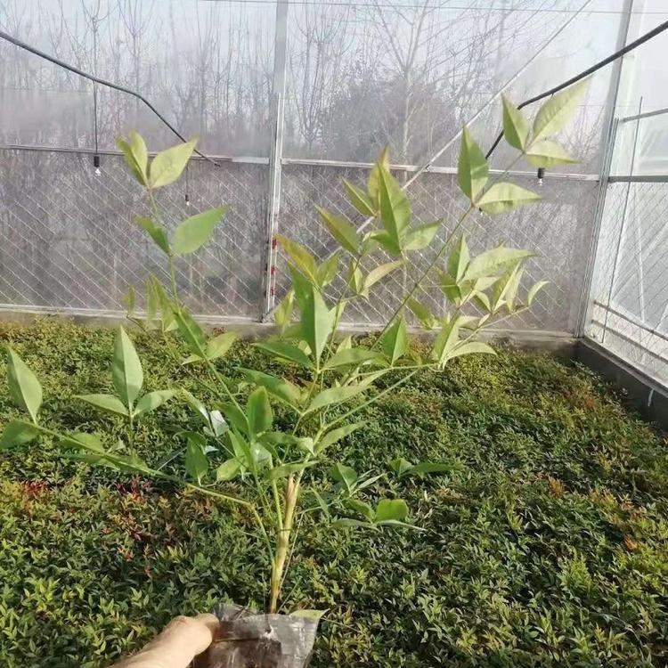 青州南天竹批发  火焰南天竹供应商  红叶南天竹价格