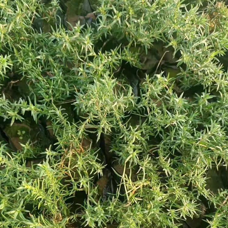 芝樱丛生福禄批发基地零售