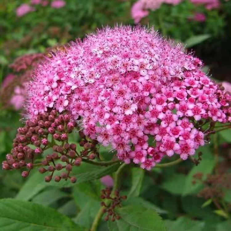 金山绣线菊  金山绣线菊批发  金山绣线菊价格  金山绣线菊基地