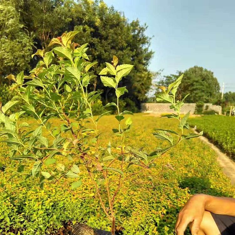 金山绣线菊  金焰绣线菊  绣线菊批发价格