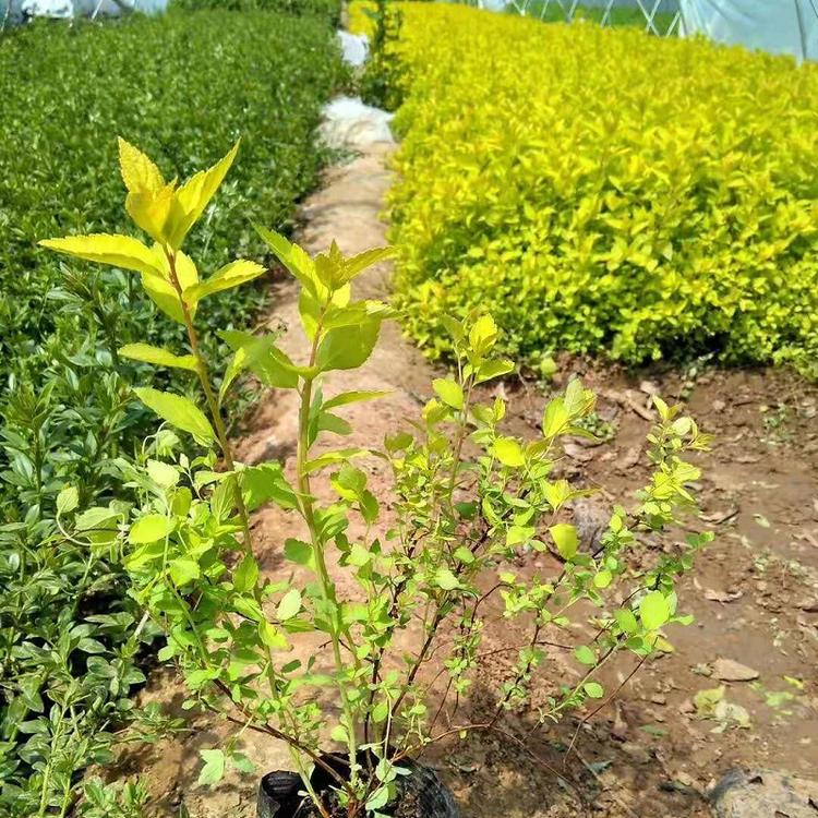 金山绣线菊价格  金焰绣线菊批发  绣线菊种植基地