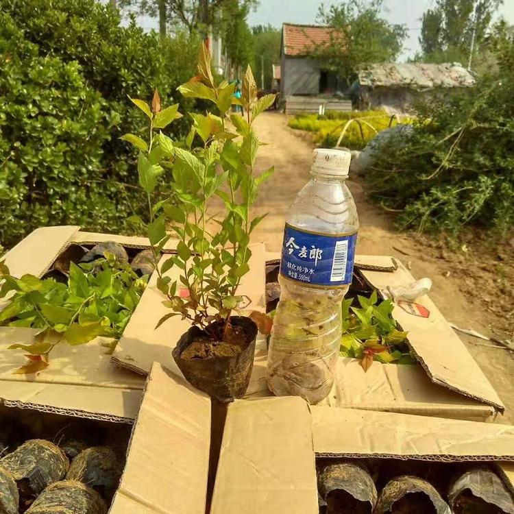 金山绣线菊价格  金焰绣线菊种植基地  绣线菊批发
