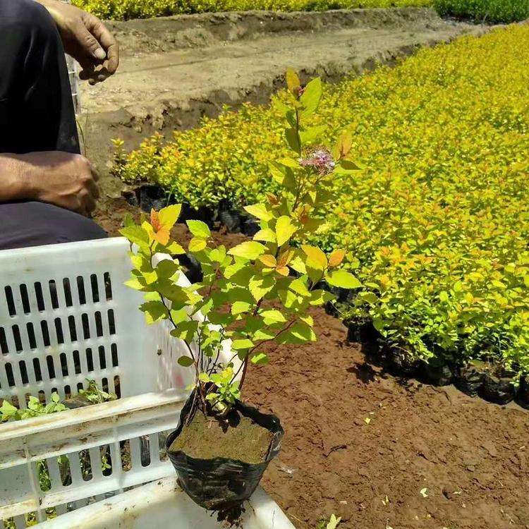 金山绣线菊价格  绣线菊种植基地  金山绣线菊批发价格