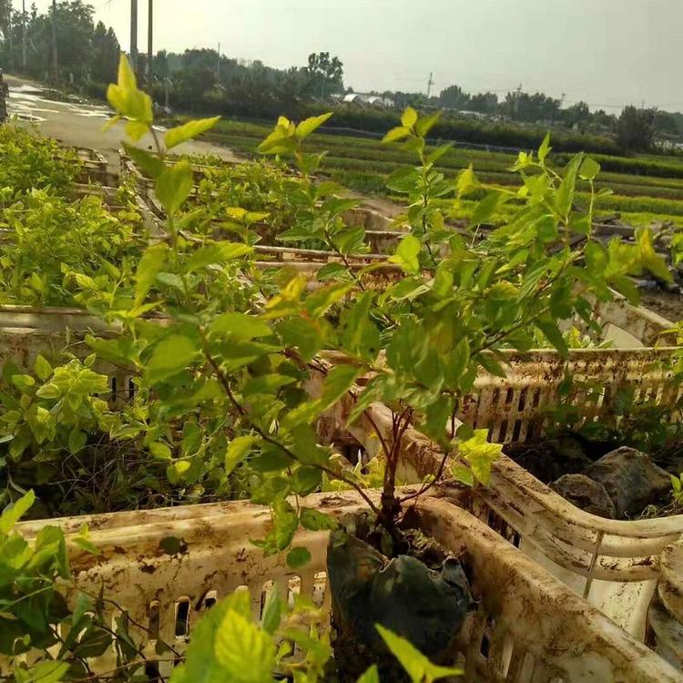金山绣线菊  金焰绣线菊基地  山东粉花绣线菊批发价格