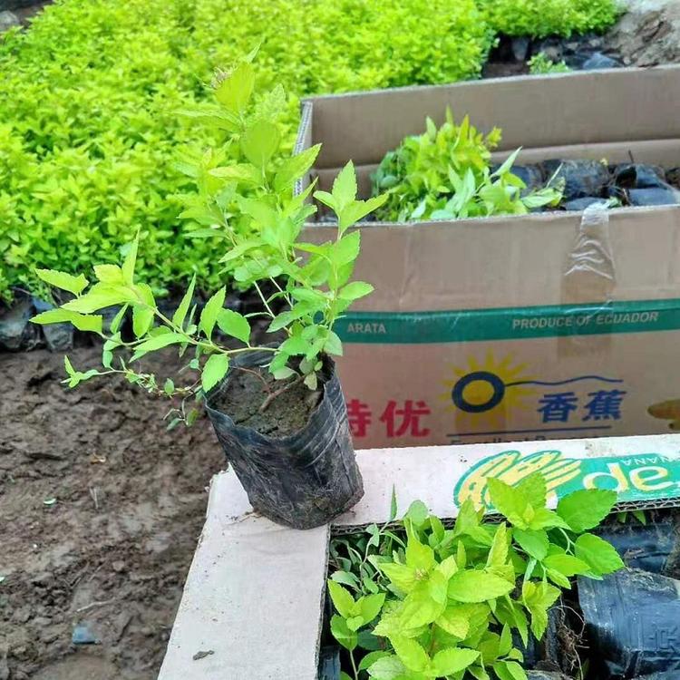 粉花绣线菊  金焰绣线菊  金山绣线菊  麻叶绣线菊  批发价格