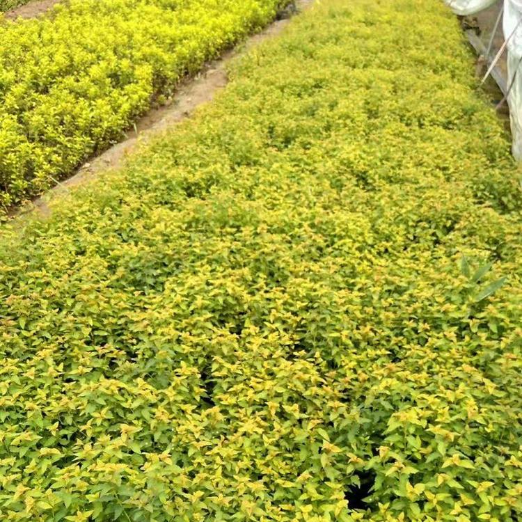 粉花绣线菊  金山绣线菊价格  山东麻叶绣线菊批发