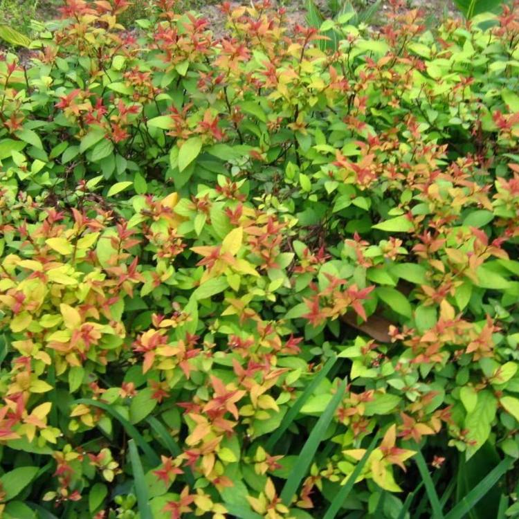 绣线菊  山东金山绣线菊批发  麻叶绣线菊种植基地