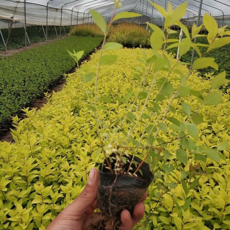 绣线菊  山东粉花绣线菊批发价格  麻叶绣线菊种植基地